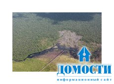 Газпром поддерживает программы по защите лесов