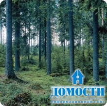 Новый стандарт лесной сертификации в Финляндии
