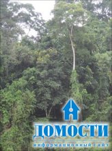 Возрождение лесной отрасли Либерии