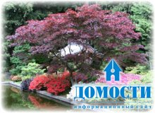 Сад в японских традициях 