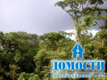 Уникальность и важность экваториального леса 