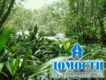 Уникальность и важность экваториального леса 