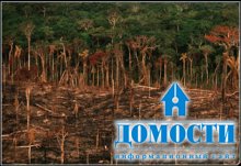 К чему приводит уничтожение природных лесов 