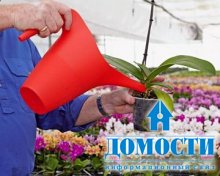 Уход и выращивание орхидей фаленопсис 