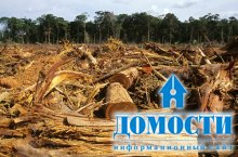 10 фактов о вырубке леса