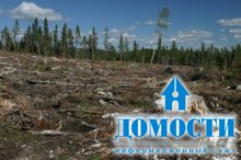 10 фактов о вырубке леса